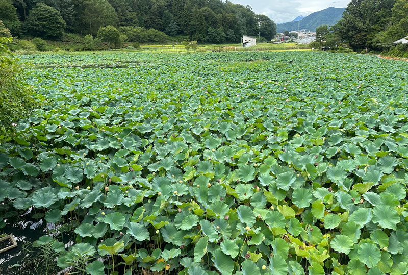 明見湖公園（はす池）