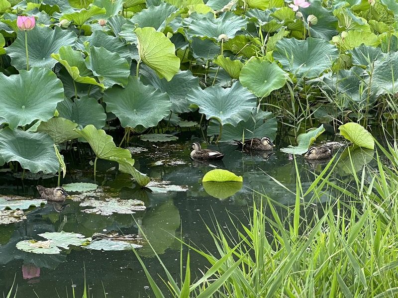 明見湖公園（はす池）