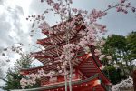 【新倉山浅間公園桜まつり（2021年）】に行って来ました。