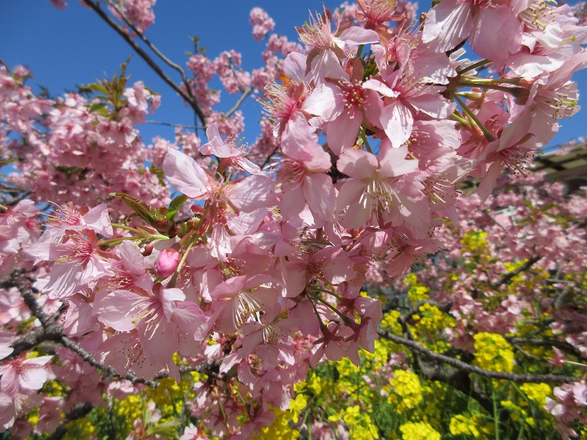 河津桜