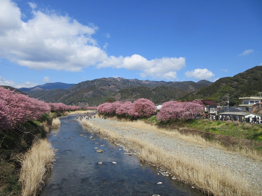 河津桜まつり