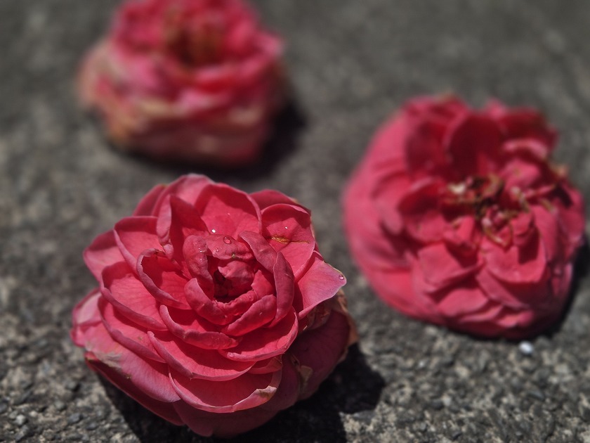 椿の花は、花びらが散らずに、花ごと落ちる