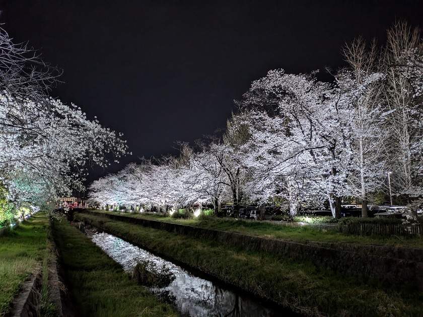 小瀬スポーツ公園に咲く桜