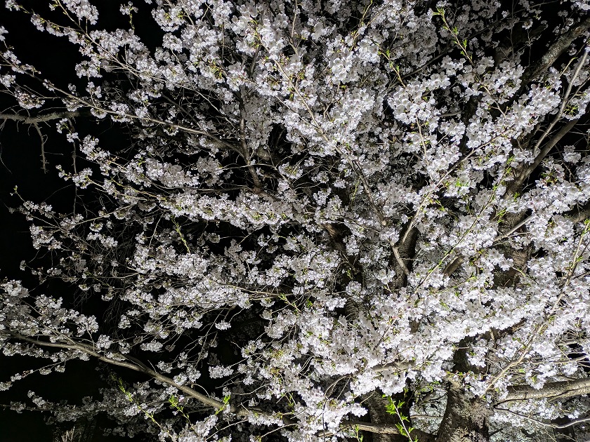 小瀬の桜